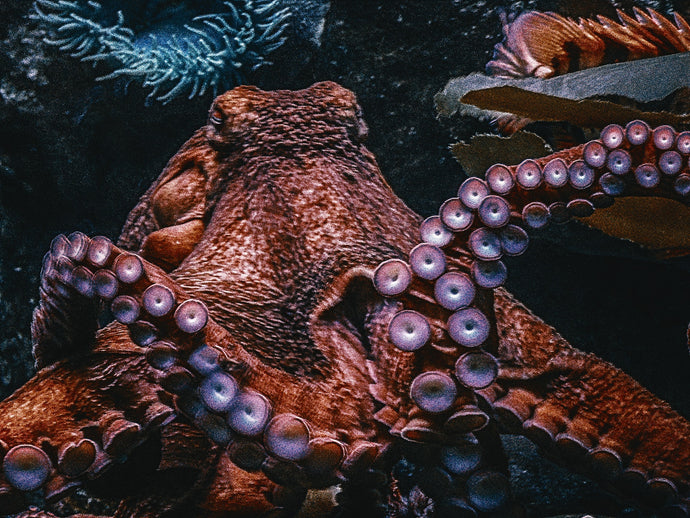 Celebrating World Octopus Day